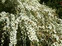 Leptospermum flavescens 'Cardwell'_3